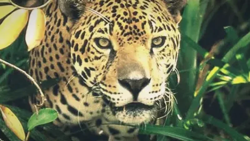 Pantanal Wildlife Safaris – Animal observation tours(5)