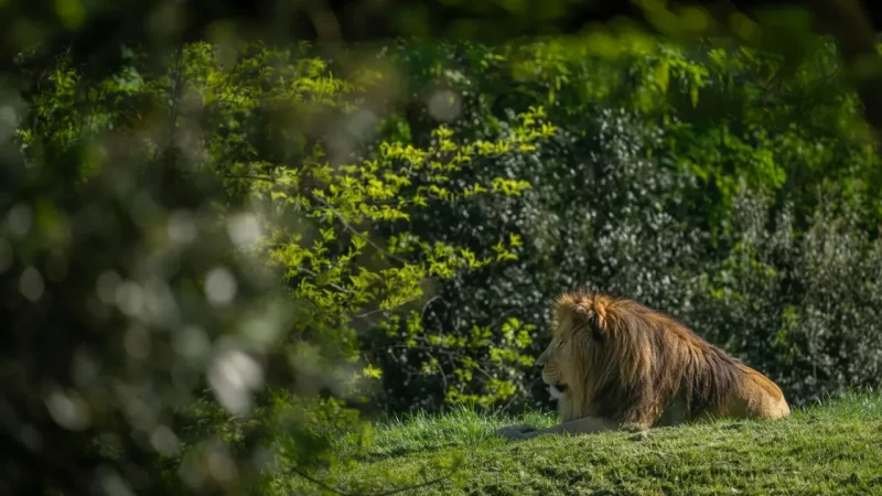 Parc Zoologique de Paris – Modern Zoo(2)