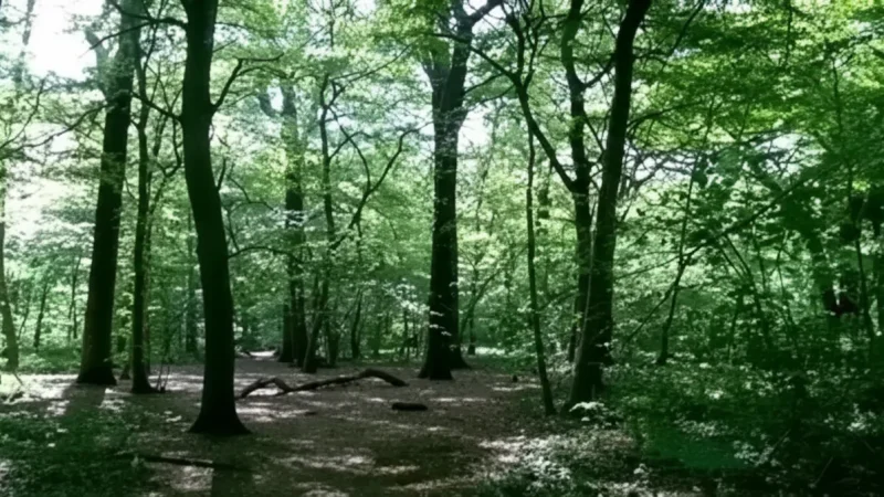 Parc forestier de la Poudrerie – Forested Park & Trails(1)
