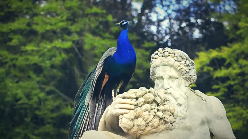 Peacock Areas(1)