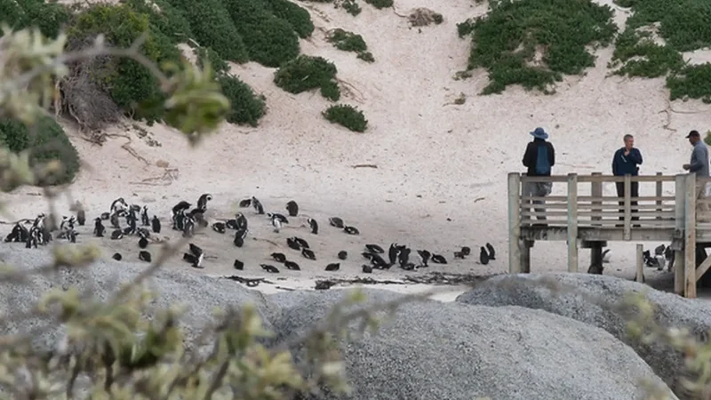 Penguin_Viewing_Platforms_тАУ_Designated_observation_points_02
