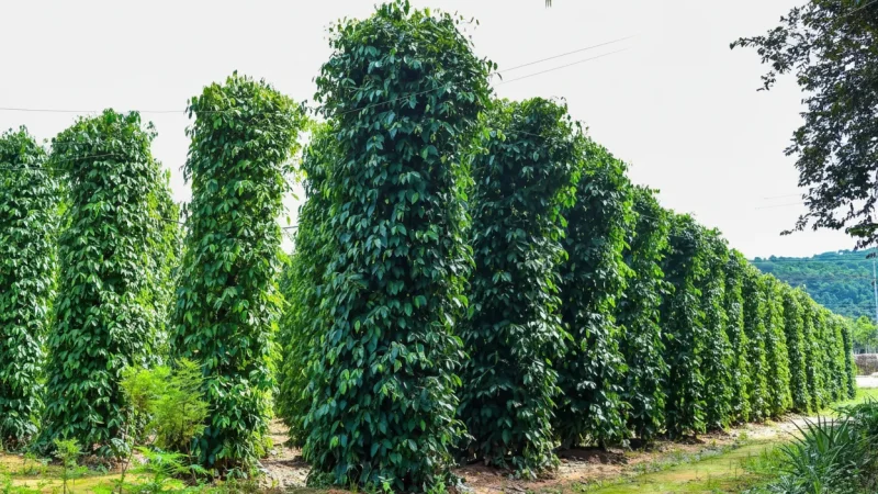 Pepper Farms – Phú Quốc Pepper(2)