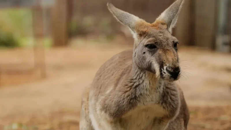 Perth Zoo – Wildlife & family attraction(4)