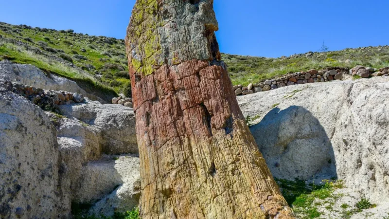 Petrified_Forest_Park_03