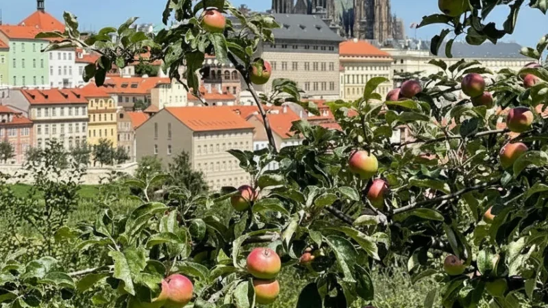 Petřín Orchards – Fruit Tree Paths(2)