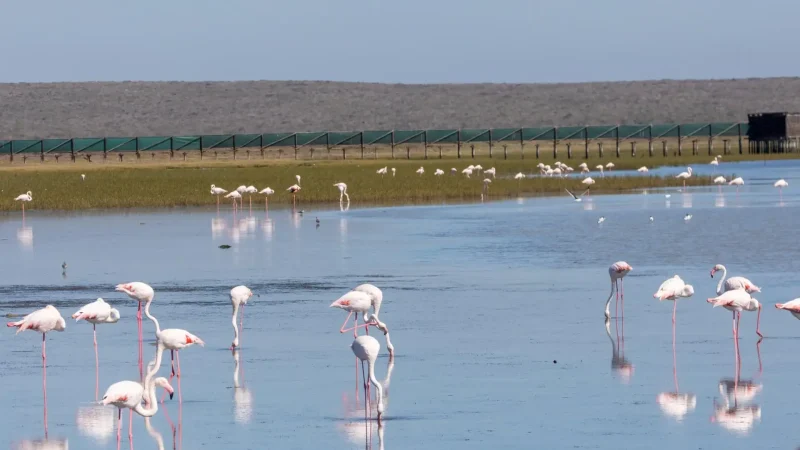 Phalaborwa_Barrage_тАУ_Crocodile_and_bird_viewing_01