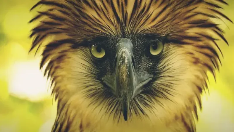 Philippine Eagle Center – Wildlife Conservation Site(1)