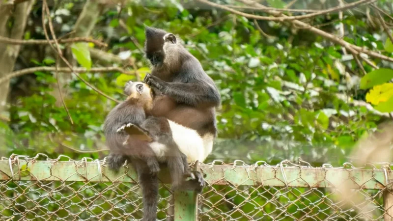 Phú Quốc National Park(4)