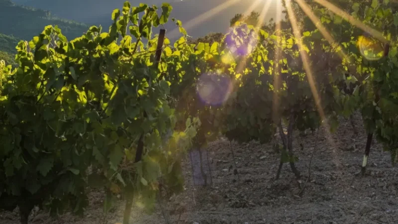 Pic Saint-Loup – Wine Region(3)