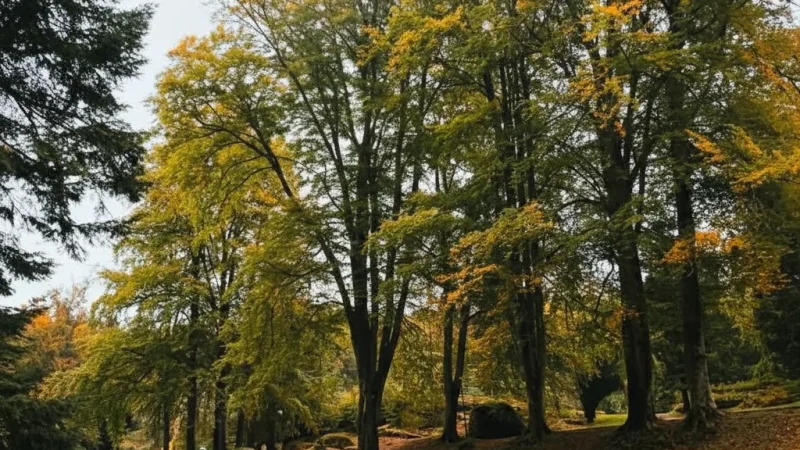 Picnic Areas – Family-friendly green spaces(5)