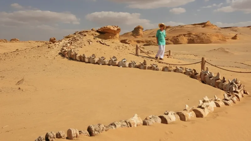 Picnic Rest Areas – Shaded Sitting Spots(2)