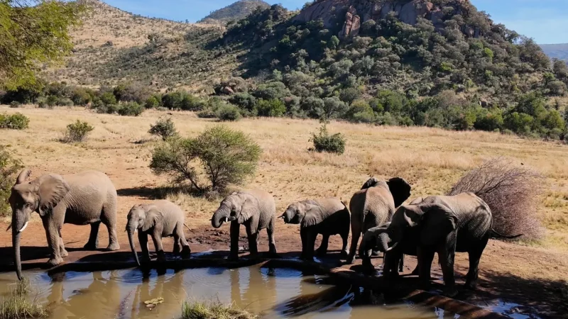 Pilanesberg_National_Park_тАУ_Big_Five_safari_destination_02