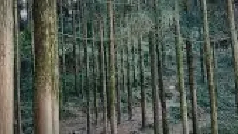 Pine Forest Area – A unique greenery spot for(4)