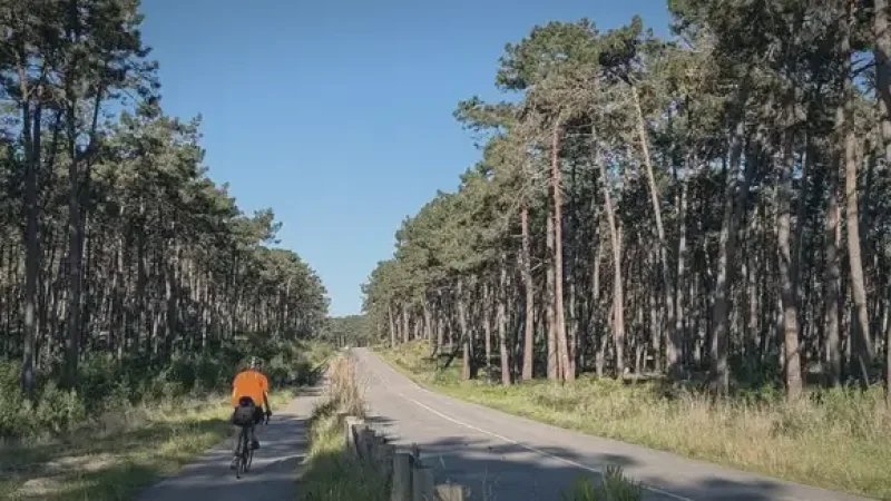 Pine Forest Paths – Calm walking and cycling routes(2)
