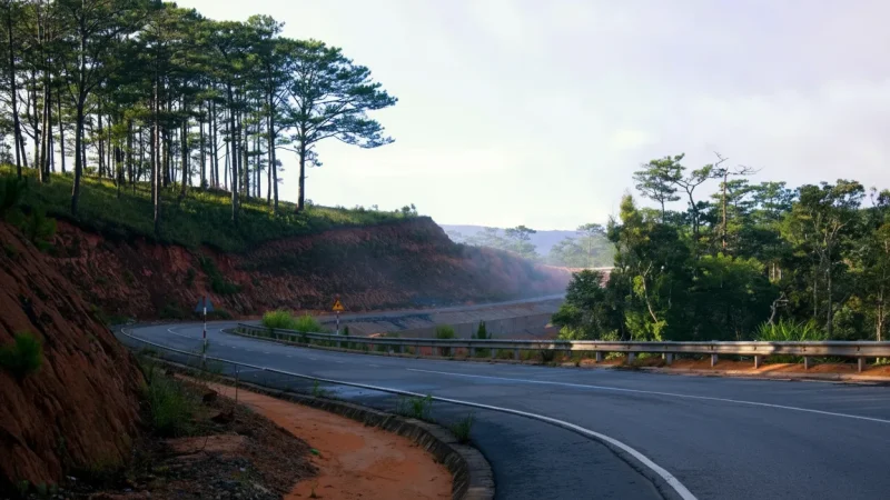Pine Forest Scenic Roads(2)