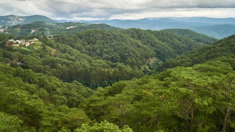 Pine Forest Viewpoints – Calm & Cool Natural Landscapes (Dalat Highlands)(5)