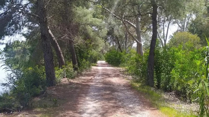 Pine_Forest_of_Kaiafas_03