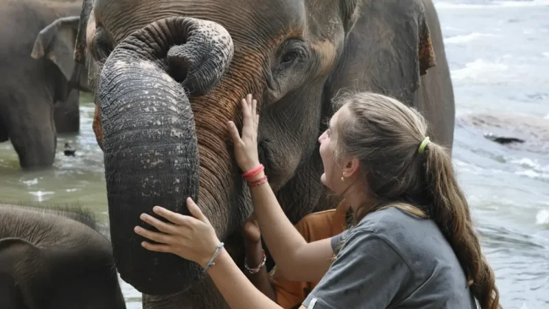 Pinnawala Elephant 03