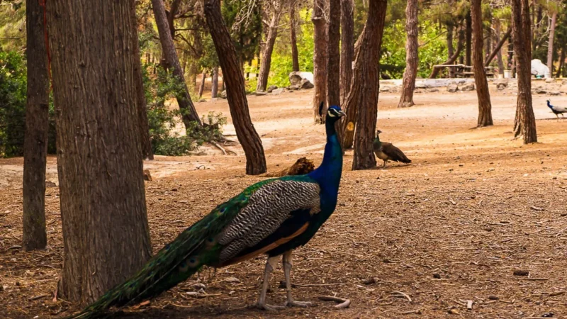 Plaka_Forest_06