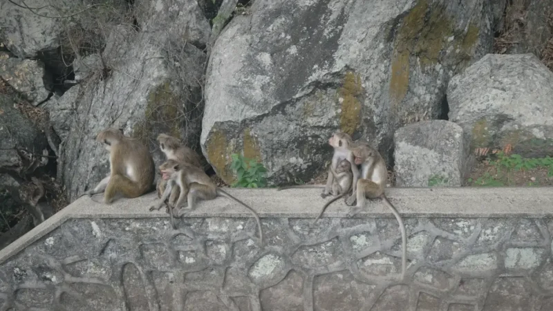 Plangon Monkey Forest and Sacred Tomb(3)