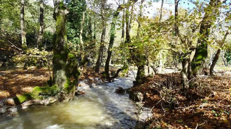 Planitero_Springs_03
