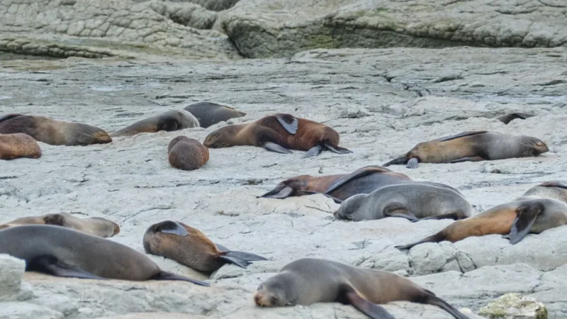Point_Kean_Seal_Colony_тАУ_New_Zealand_fur_seals_06