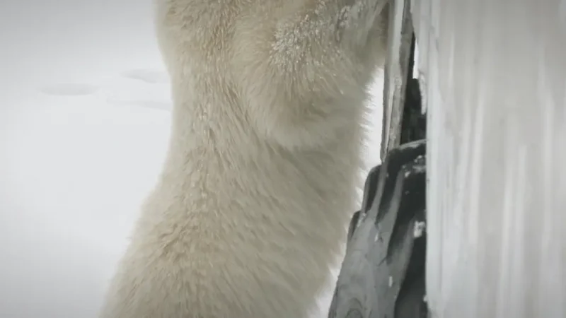 Polar Bear Viewing Area(2)