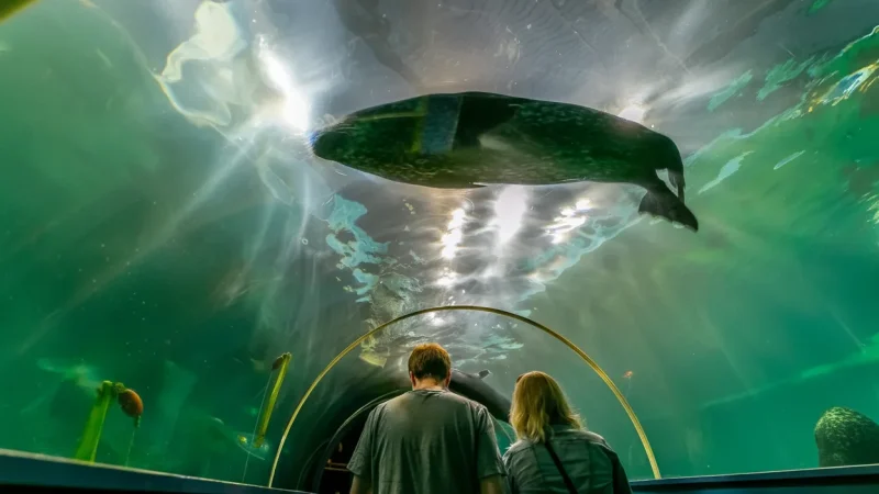 Polaria Arctic Center – Arctic wildlife exhibits(6)