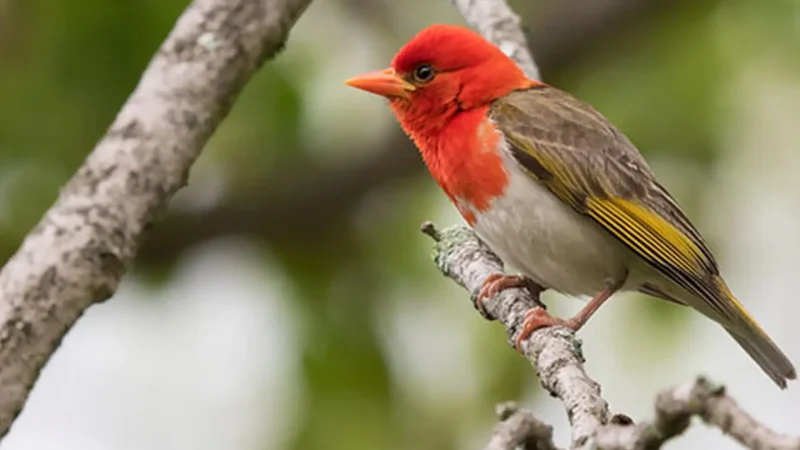Polokwane_Bird_Sanctuary_тАУ_Wetland_birdlife_03