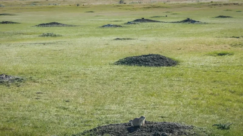 Prairie Dog Colonies – Native habitat(1)