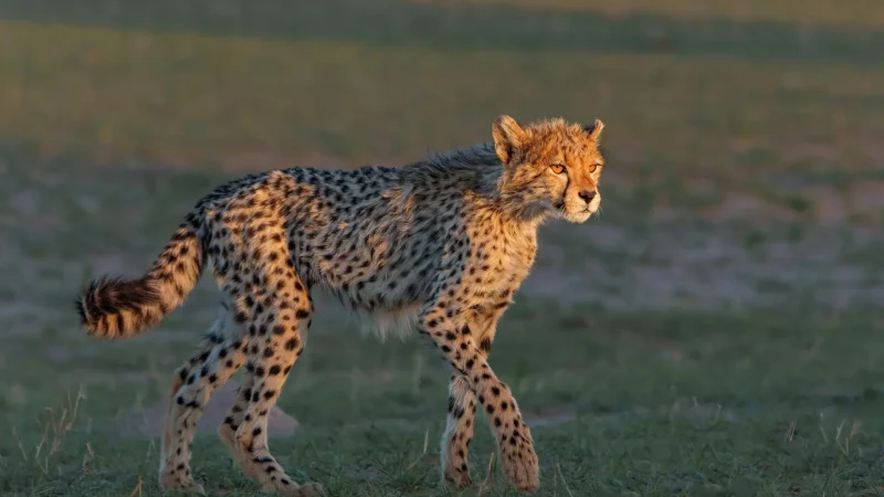 Predator_Sightings_Areas_тАУ_Lions_and_cheetahs_04