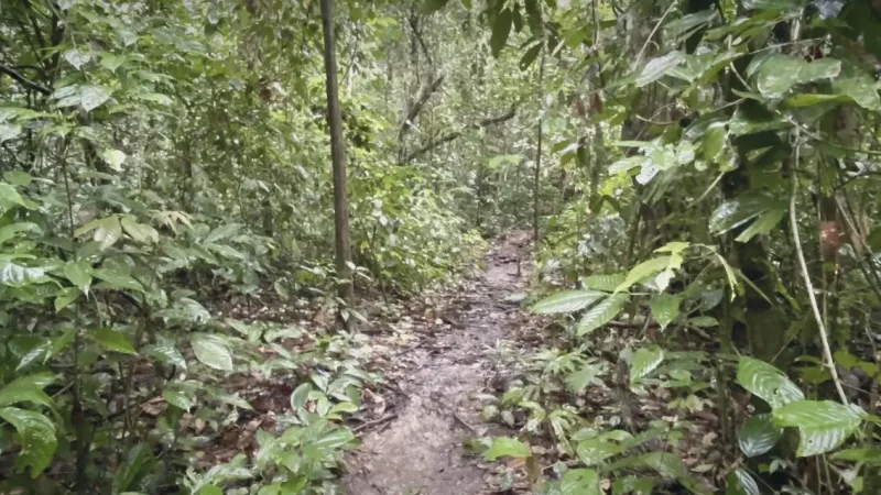 Primary Rainforest Trekking Routes(3)