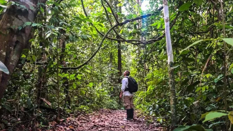 Primary_Jungle_Trails_–_Dense_forest_walks__05