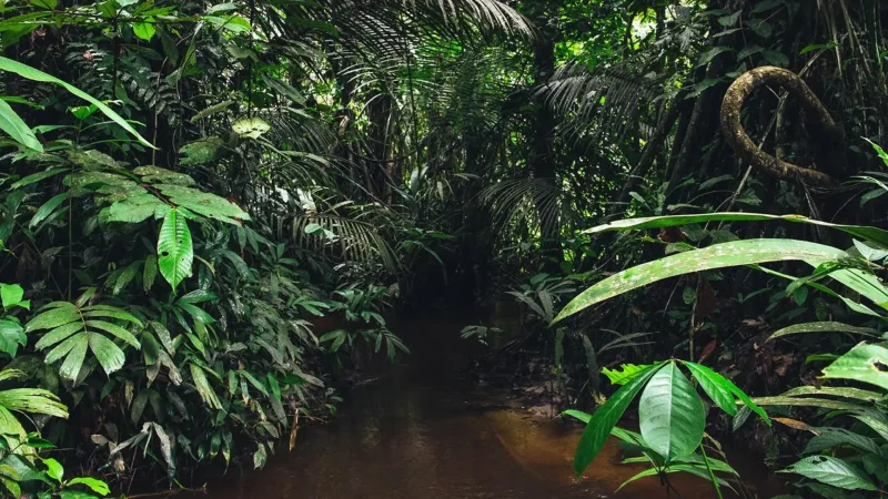 Primary_Rainforest_Zones_–_Dense_untouched_jungle__01