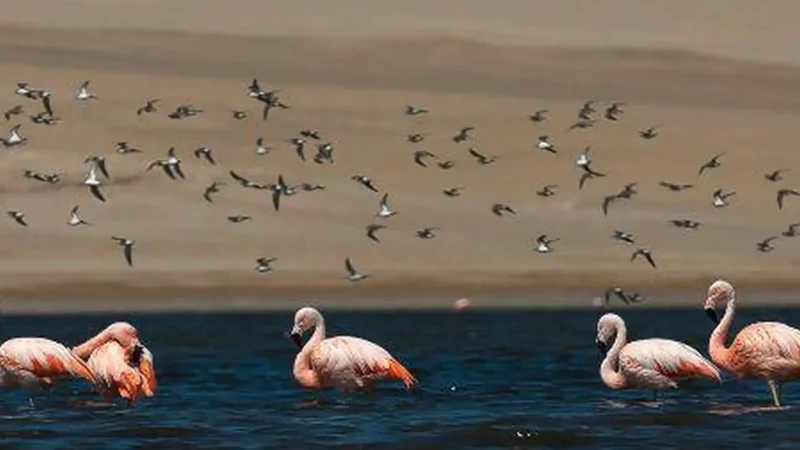 Protected_Beach_Zones_–_Restricted_conservation_areas__05