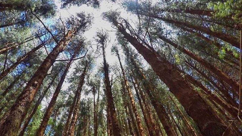 Prusia Forest Reserve2