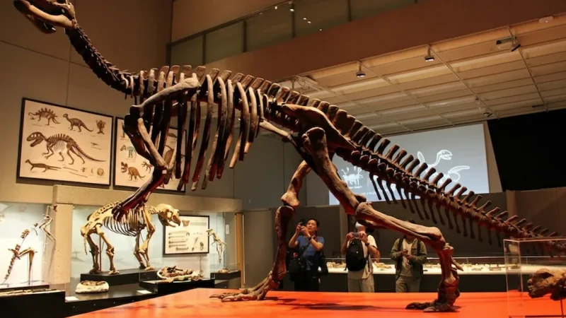 Queensland Museum – Natural history and culture(1)