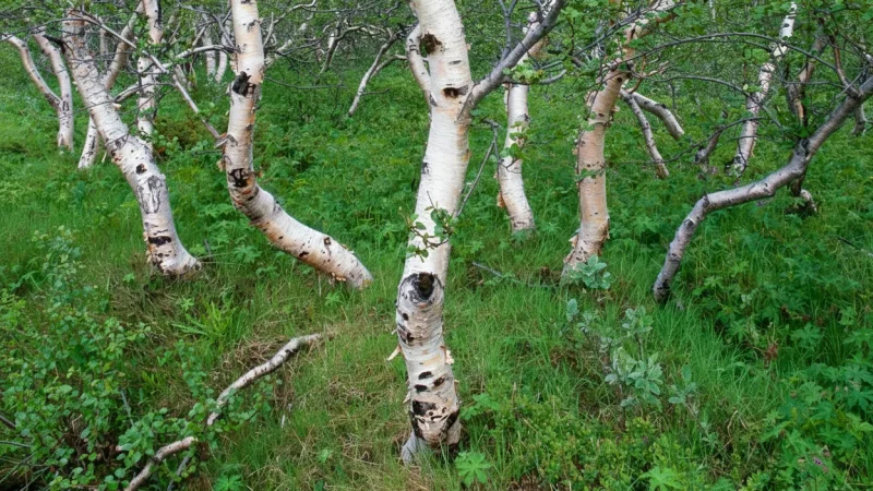 Quiet Forest Patches – East Iceland(5)