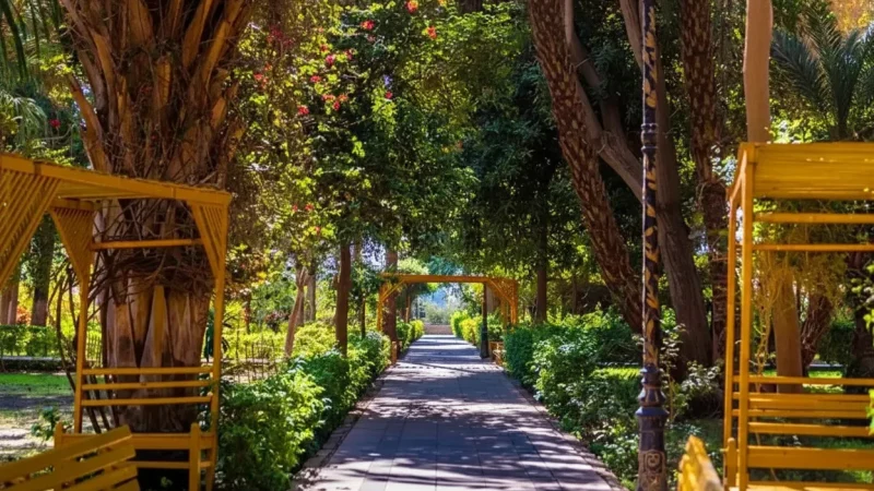 Quiet River Corners – Peaceful Rest Spots (Aswan Nile Riverside)(4)