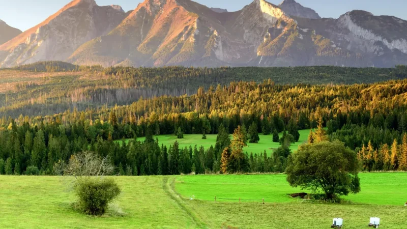 Quiet_Alpine_Meadows_06