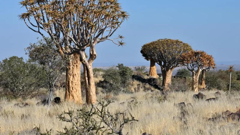 Quiver_Tree_Area_тАУ_Indigenous_vegetation_03