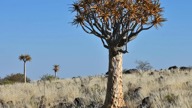 Quiver_Tree_Areas_тАУ_Indigenous_flora_05