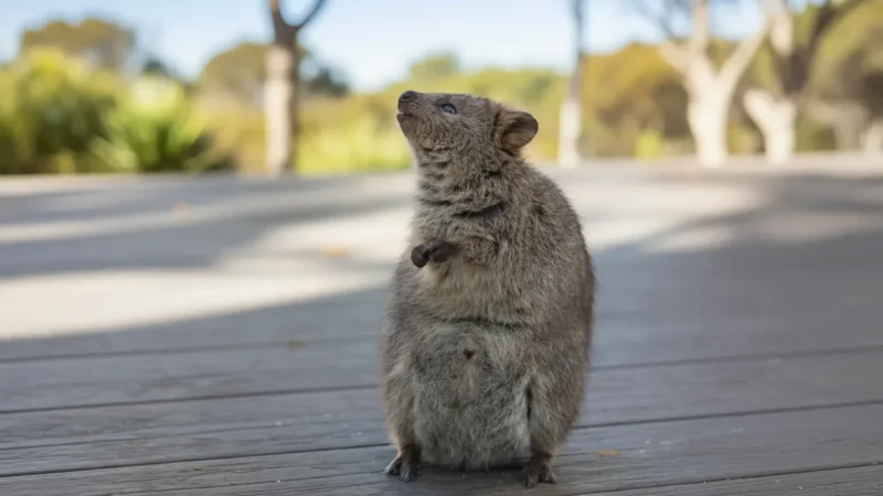 Quokka Viewing Areas – Native wildlife spotting(4)
