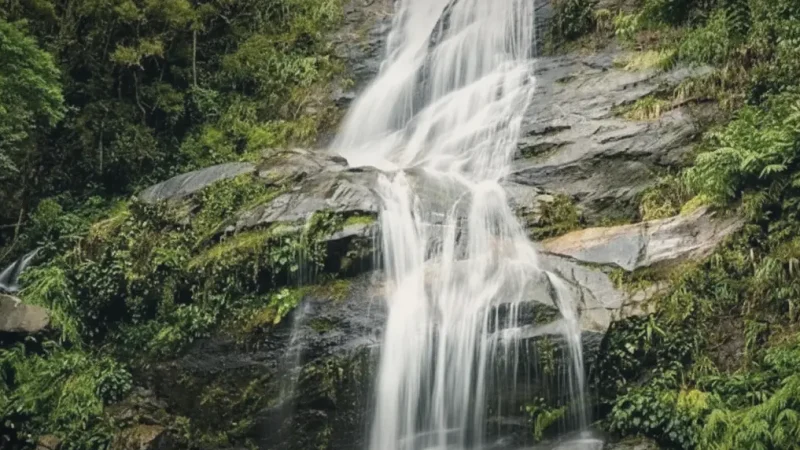 Rainforest Streams – Natural water features(1)