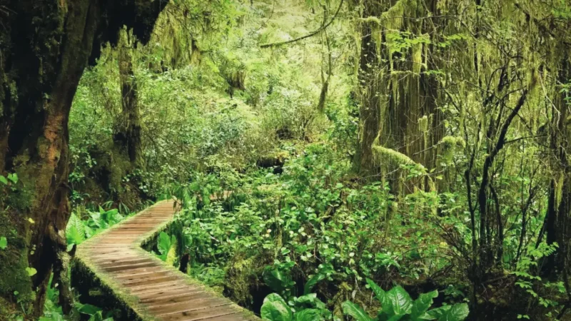 Rainforest Trail – Dense forest walk(1)