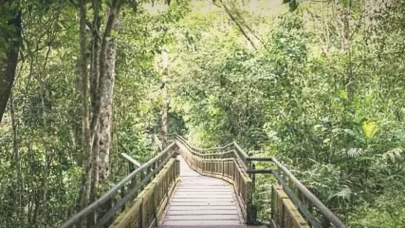Rainforest Walkways – Nature trails(6)
