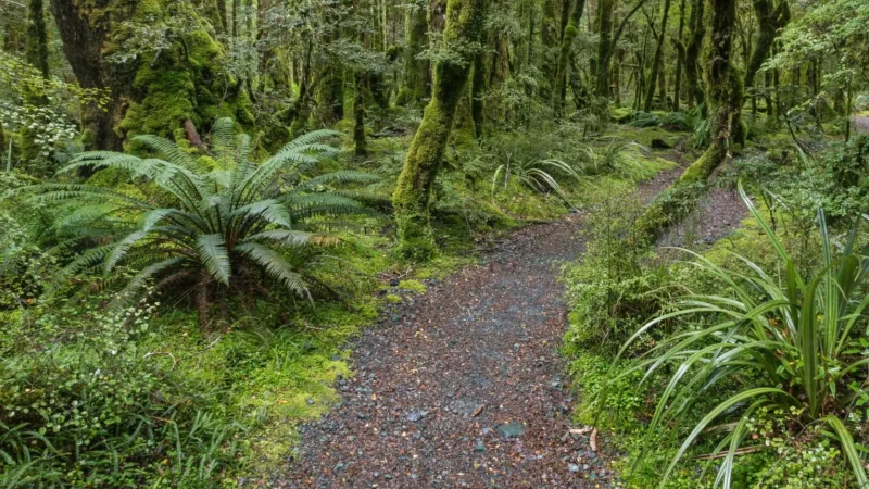 Rainforest_Walks_тАУ_Moss-covered_forest_paths_03