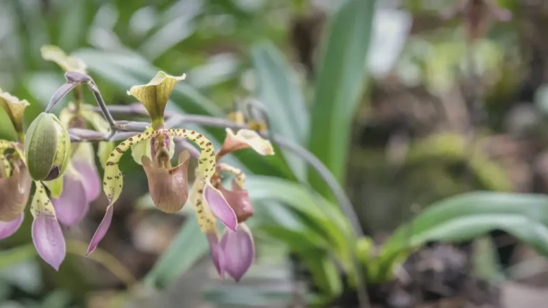 Rare Flora Conservation Zones(4)