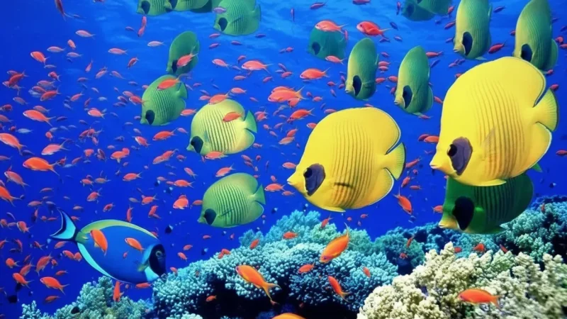 Red Sea Coral Reefs – Marine Life Exploration(3)