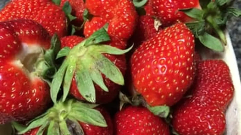 Redberry_Farm_тАУ_Family-friendly_farm_attraction_03